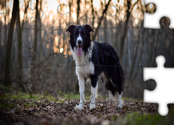 Pies, Border collie, Las, Drzewa, Ściółka