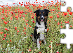 Border collie, Łąka, Maki