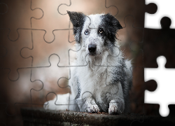 Pies, Border collie, Murek, Rozmyte, Tło