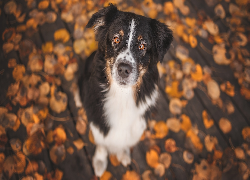 Pies, Border collie, Liście