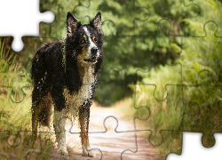 Pies, Border collie, Ścieżka, Rośliny