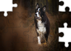 Border collie, Pies, Trawa