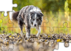 Border collie, Liście