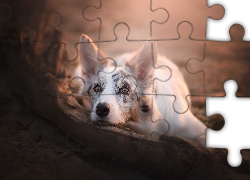 Leżący, Border collie