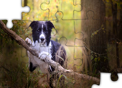 Pies, Border collie, Gałąź, Las, Drzewa, Trawa