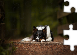 Leżący, Pies, Border collie