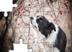 Pies, Border collie, Gałązki, Owoce