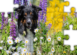 Pies, Border collie, Kwiaty, Łubin, Margerytki, Trawa