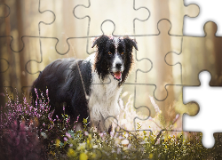 Pies, Border collie, Rośliny, Wrzosy, Las