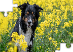 Pies, Border collie, Żółte, Kwiaty, Rzepak