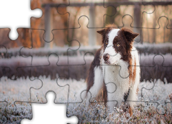 Pies, Border collie, Oszronione, Rośliny