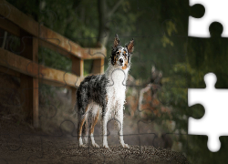 Pies, Border collie, Droga, Płot