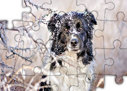 Pies, Border collie, Śnieg, Gałązki