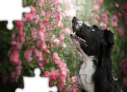 Pies, Border collie, Krzew, Różowe, Kwiatki