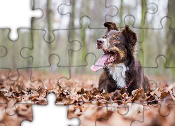 Pies, Border collie, Liście