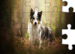 Pies, Border collie, Wrzosy