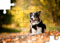 Leżący, Border collie, Liście