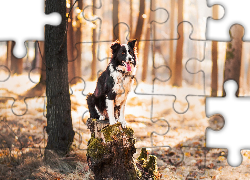 Pień, Border collie, Las