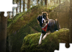 Pies, Border collie, Chustka, Omszała, Skała