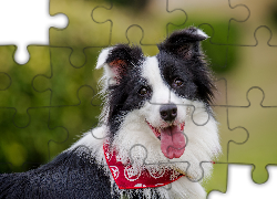 Border collie, Kufa, Apaszka