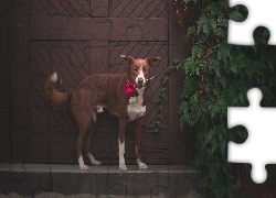 Pies, Border collie, Kwiatek, Liście, Drzwi