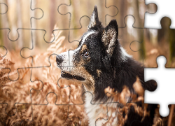 Pies, Border collie, Rośliny, Paprocie