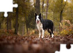 Pies, Border collie, Las, Drzewa, Liście