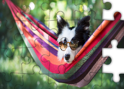 Border collie, Mordka, Okulary, Hamak