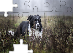 Pies, Border collie, Biało-czarny,  Rośliny