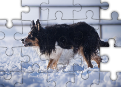 Pies, Border collie, Śnieg