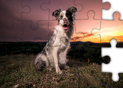 Pies, Border collie, Zachód słońca, Trawa