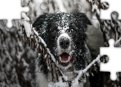 Pies, Border collie, Mordka, Gałązki, Śnieg