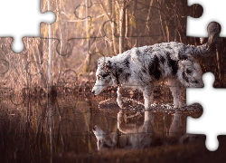 Pies, Border collie, Woda, Krzewy