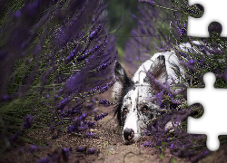 Leżący, Pies, Border collie, Mordka, Lawenda