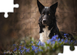 Pies, Border collie, Kwiaty, Rozmyte, Tło