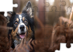 Pies, Border collie, Rośliny, Rozmyte tło