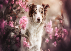 Pies, Border collie, Różowe, Kwiaty