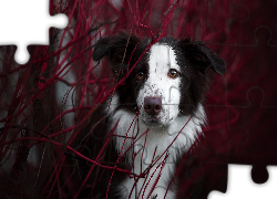 Pies, Border collie, Mordka, Gałązki