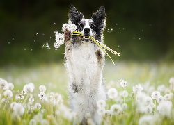 Pies, Border collie, Łąka, Dmuchawce