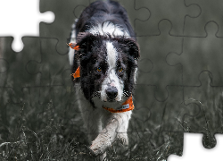 Border collie, Chustka