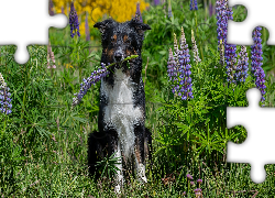 Pies, Border collie, Kwiaty, Łubin, Trawa