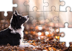 Border collie, Liście, Jesień