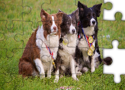 Psy, Border collie, Łąka, Trawa, Medale