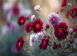 Bordowe, Różowe, Astry, Kwiaty, Grafika AI