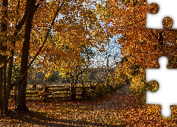 Jesień, Droga, Żółte, Drzewa, Ogrodzenie, Bronte Creek Provincial Park, Ontario, Kanada
