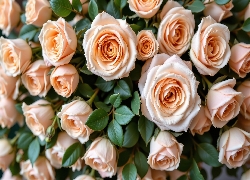 Brzoskwiniowe, Rozwinięte, Róże, Listki