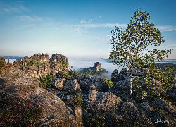 Niemcy, Góry Połabskie, Skały, Drzewo, Brzoza, Krzewy, Mgła Park Narodowy Saskiej Szwajcarii