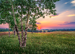 Stany Zjednoczone, Kolorado, Woodland Park, Łąka, Brzozy, Zachód słońca