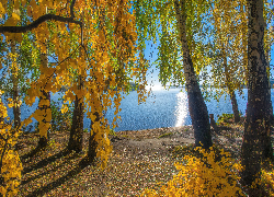 Jesień, Liście, Drzewa, Jezioro, Słoneczny, Dzień