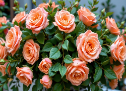 Brzoskwiniowe, Róże, Listki